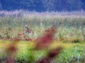 HMDSC_7836