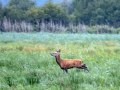 HMDSC_7855