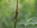 IMG_4258