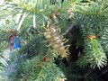 DSCF5909
