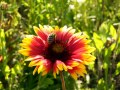 DSCF5931
