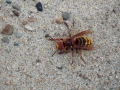 DSCF1612.JPG
