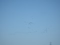 DSCF8372