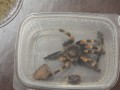 DSCF4620_02_22_2016