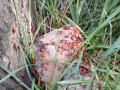 DSCF7977