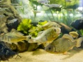 1542IMG_9199