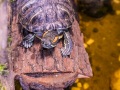1542IMG_9209