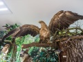 1544IMG_9245