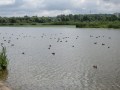 DSCF7731