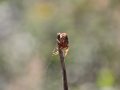 IMG_2615